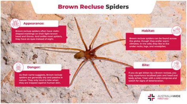 Has a brown recluse spider?