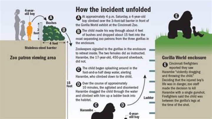 Has a gorilla ever killed someone?