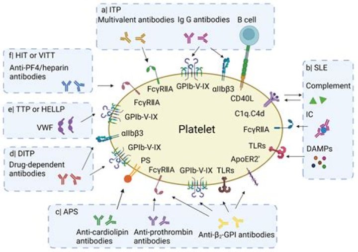Has a role in platelet aggregation?
