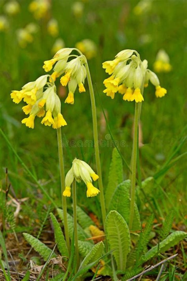 Has primula been recalled?