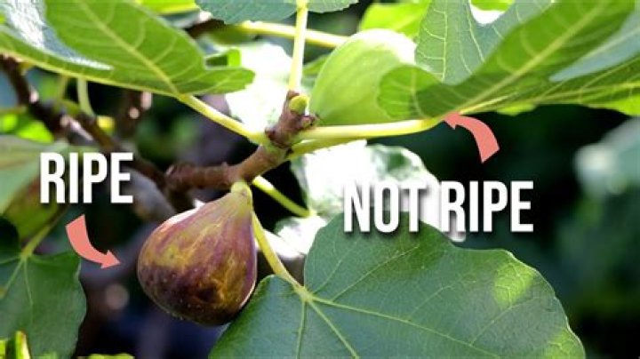 How a fig ripens?