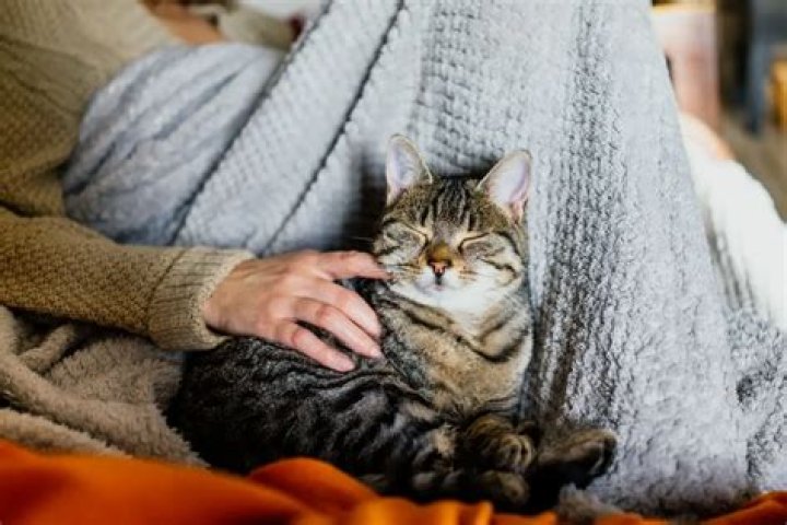 How affectionate are cats?