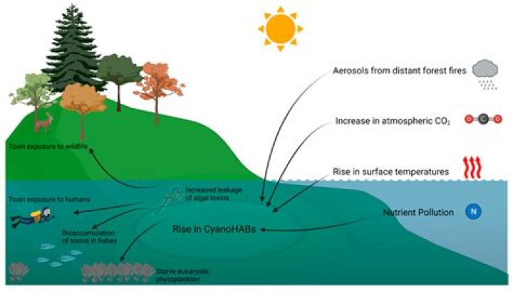 How are humans advantaged by algae?