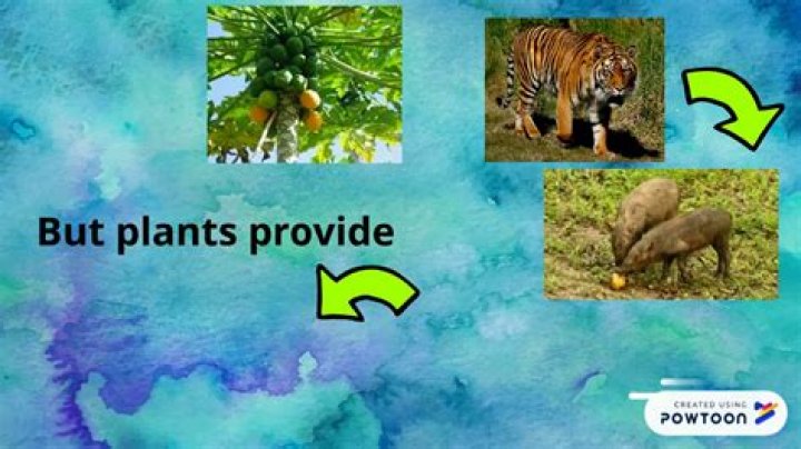 How are plants and animals interdependent?