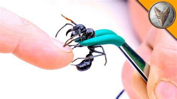 How bad is a bullet ant sting?