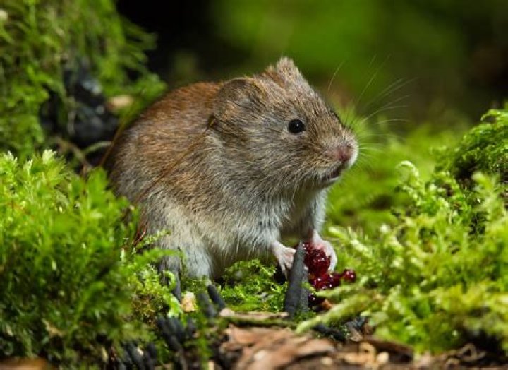 How big is a vole?