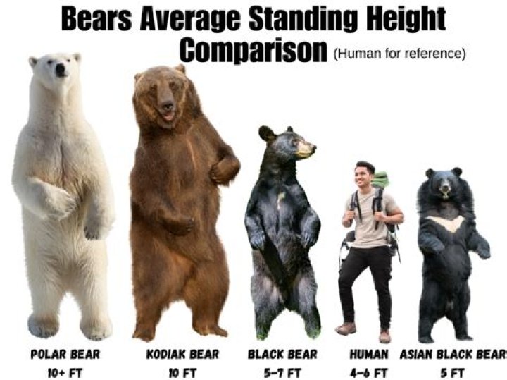 How big is Kodiak?