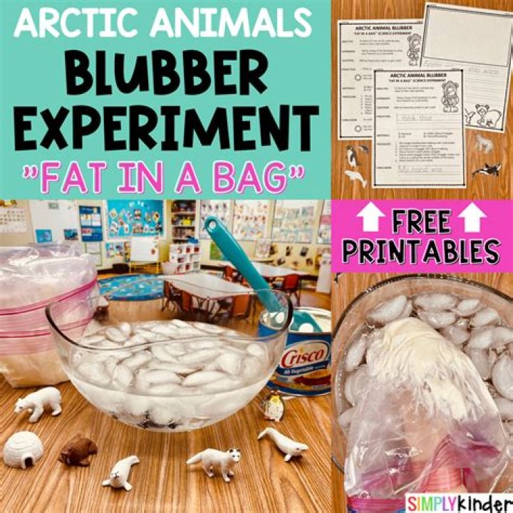 How blubber keeps animals warm?