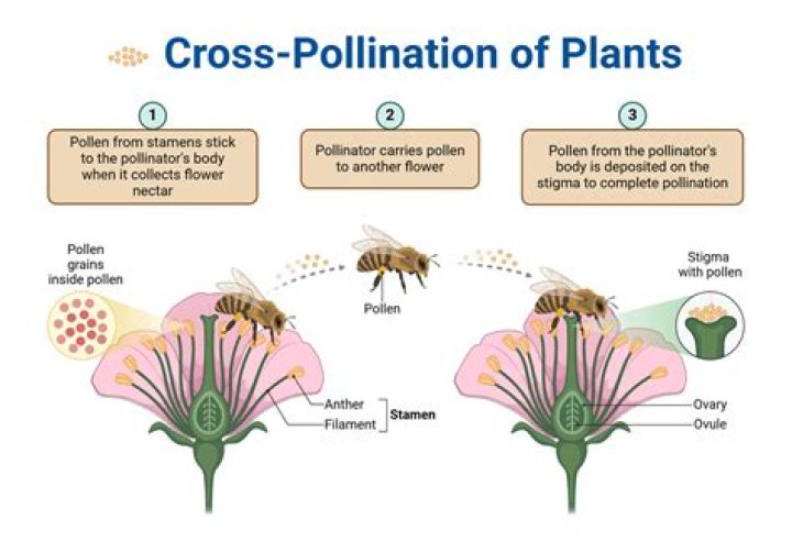 How close for cross pollination?