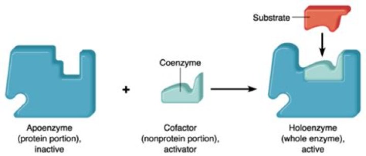 How do cofactors help enzymes?