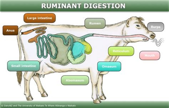 How do cows ruminate?