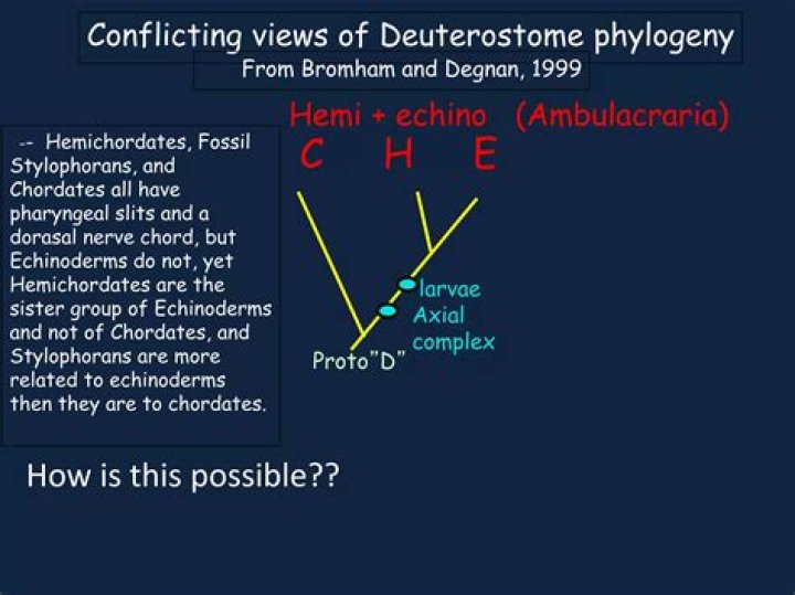 How do hemichordates feed?