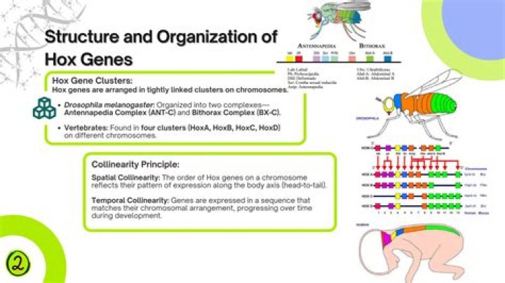 How do hox genes work?