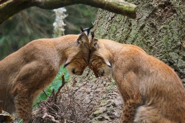 How do lynxes mate?