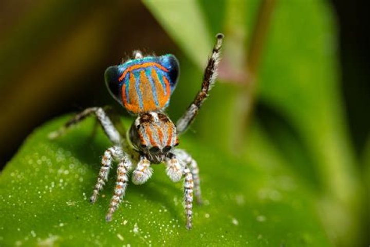 How do Peacock spiders protect themselves?