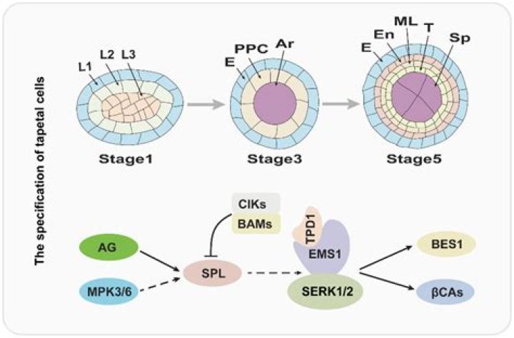 How do tapetal cell?