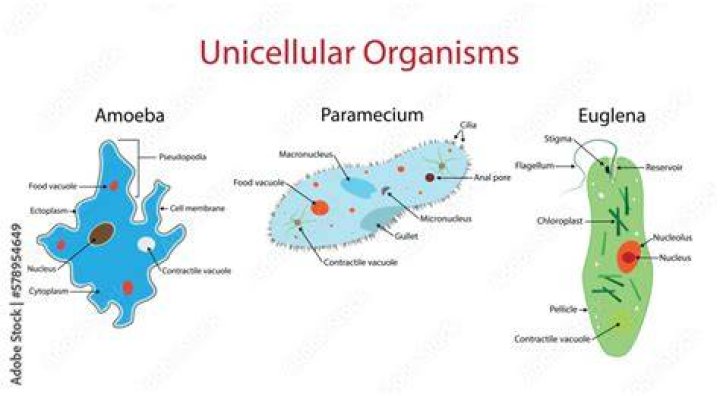 How do unicellular organisms develop?