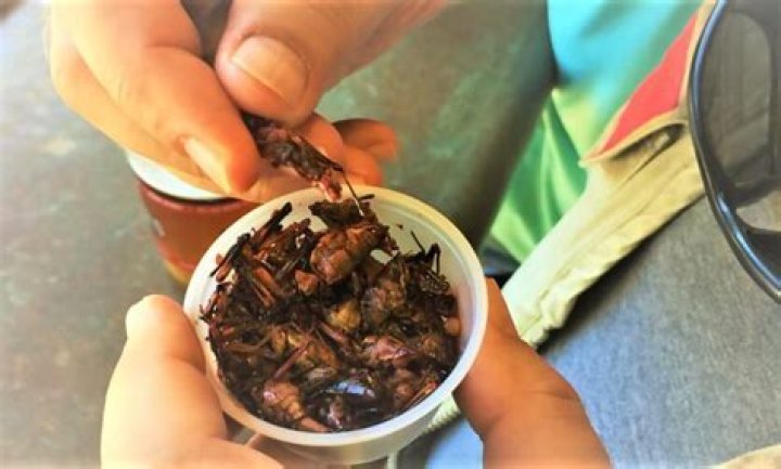 How do you cook crickets?