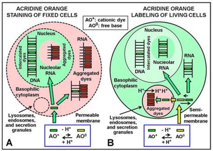 How does acridine orange causes mutations?