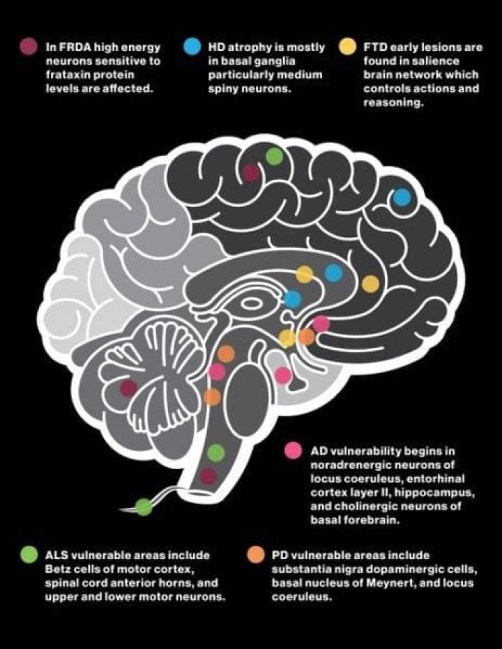 How does neurodegenerative disease work?