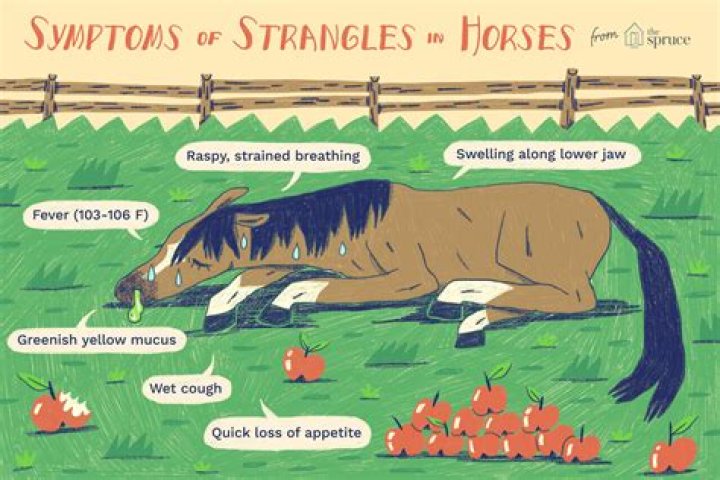 How does strangles affect the horse?