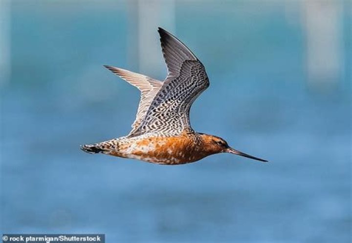 How fast do godwits fly?
