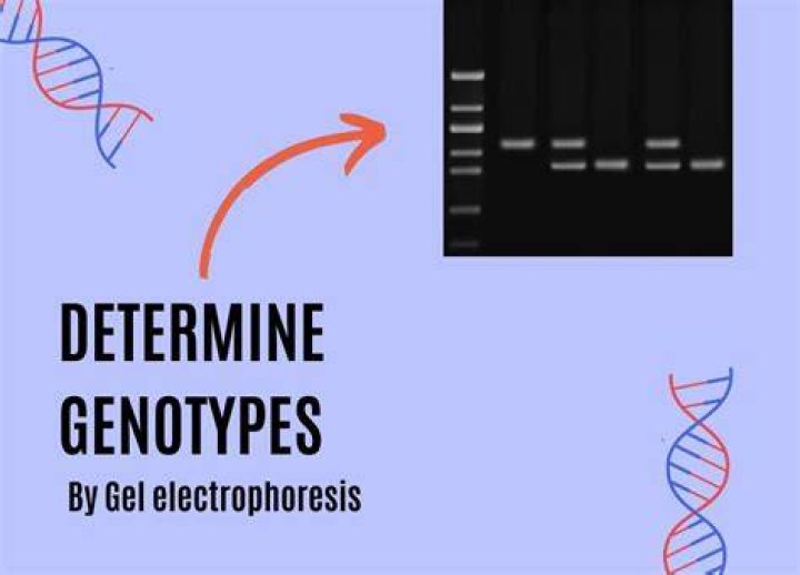 How genotype test is done?