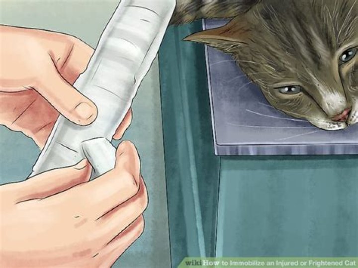 How immobilize a cat?