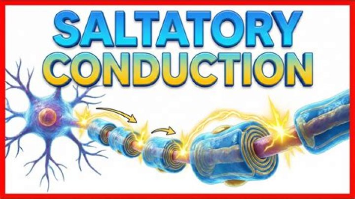 How is saltatory conduction different from continuous conduction?