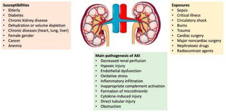 How lasix effects kidneys?
