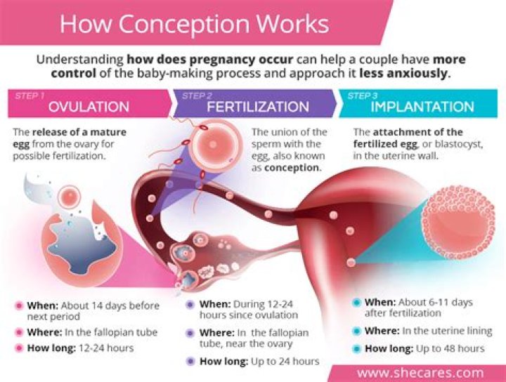 How long after conception is implantation?