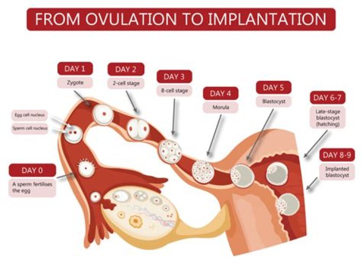 How long does implantation take?