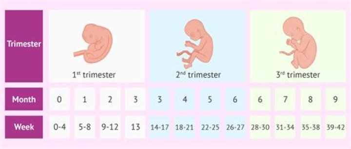 How many weeks is term time?