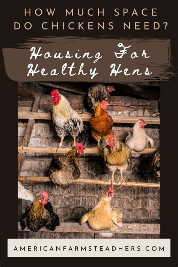 How much headroom do chickens need?