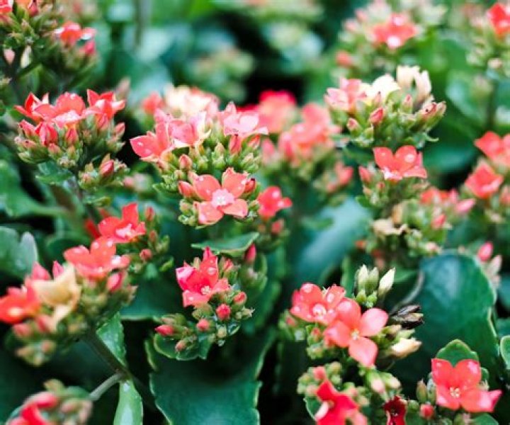 How often do kalanchoes bloom?