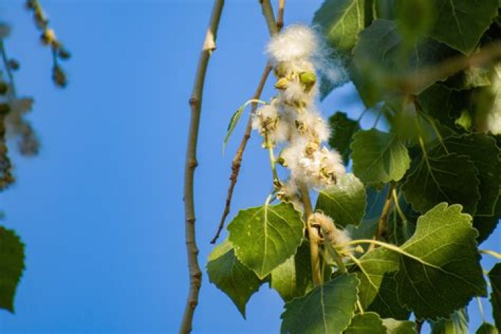 How old do cottonwoods get?