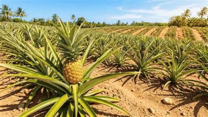 How pineapples are grown?