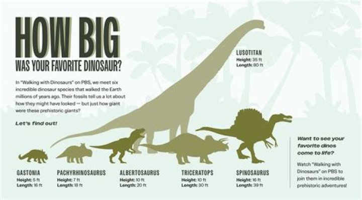 How tall is a Tortle?