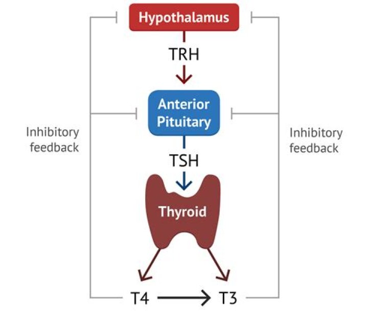 How thyroxine affects metabolism?