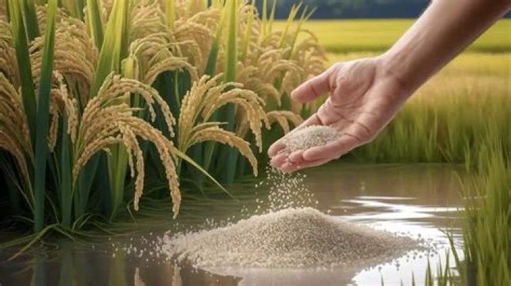 How to apply rice?