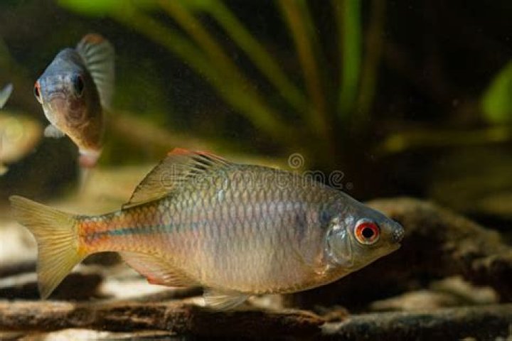 How to breed bitterling?