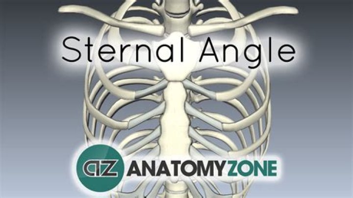 How to find sternal angle?