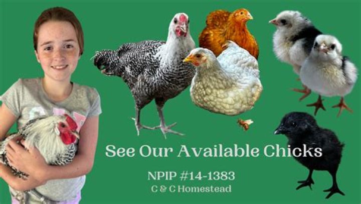 How to immunize native chicken?