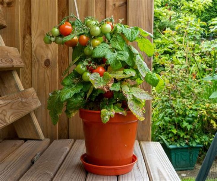 How to plant tomatoes?