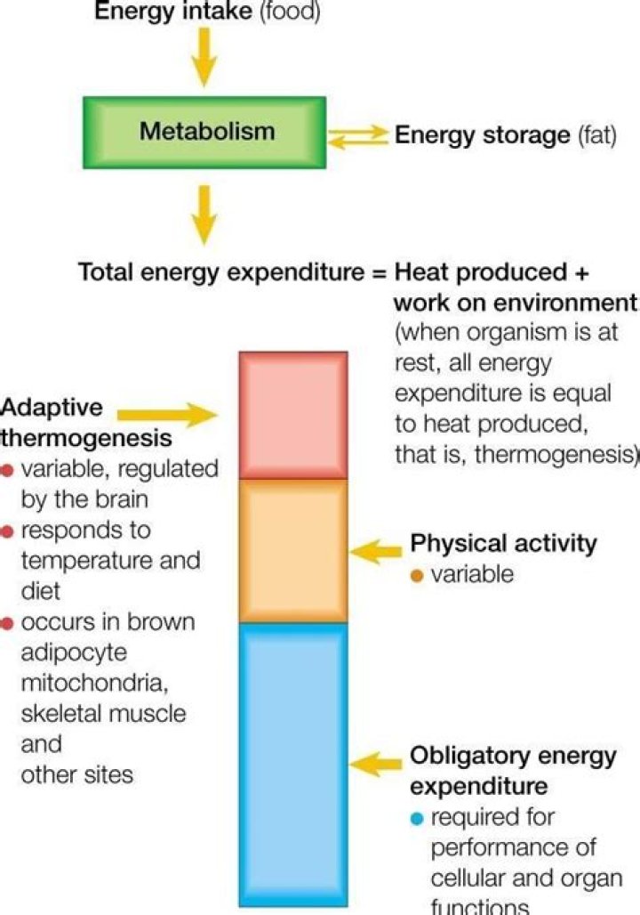 How to prevent adaptive thermogenesis?
