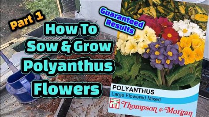 How to propagate polyanthus?