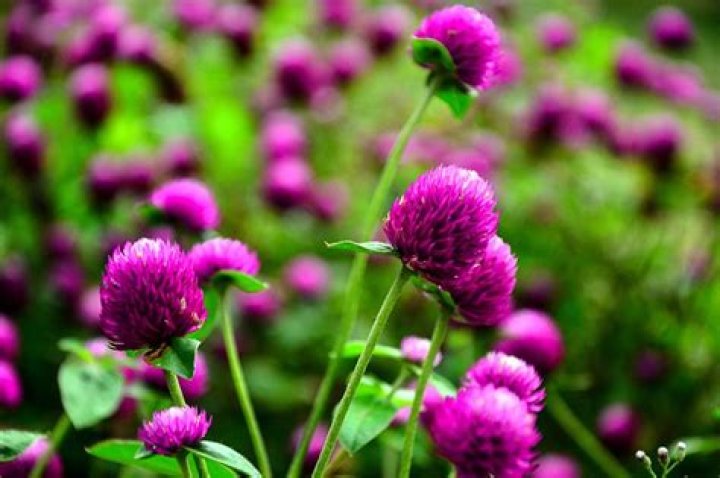 How to prune gomphrena?