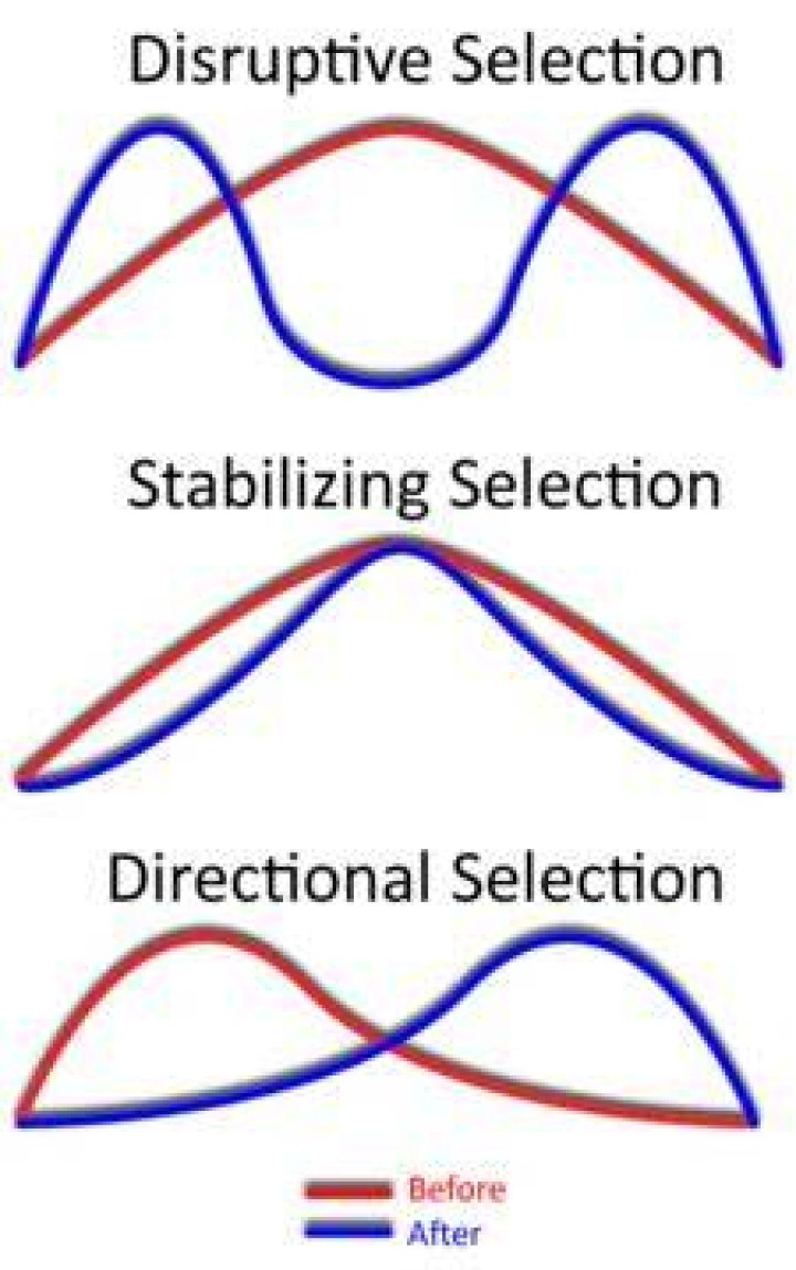 In disruptive selection over time?