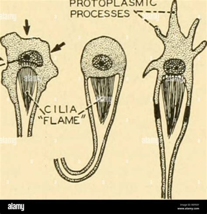 In flatworms flame cells help in?