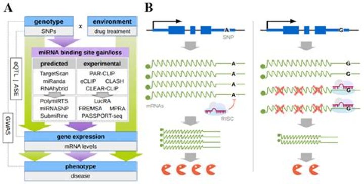 In functional mrna utrs are present?